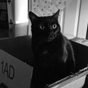 Meet your Posher, Feralynn